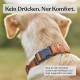 Hund trägt ein orangefarbenes Halsband mit Schnalle und Ring, deutscher Text lautet "Kein Drücken. Nur Komfort." und beschreibt die Vorteile des Halsbands.