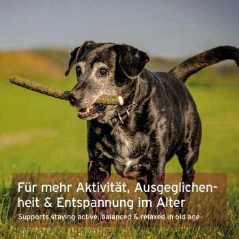 Ein fröhlicher schwarz-weißer Hund mit einem Stock auf einer grünen Wiese. Text: "Für mehr Aktivität, Ausgeglichenheit & Entspannung im Alter."