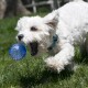 Chien blanc à poil bouclé se jetant pour attraper une balle translucide bleue texturée dans l'herbe, portant un collier bleu.