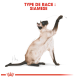 Illustration d'un chat siamois atteignant le haut, avec le texte "TYPE DE RACE : SIAMESE" affiché en évidence au-dessus.