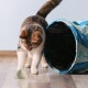 Eine verspielte getigerte Katze nähert sich neugierig einem kleinen, dreieckigen Spielzeug auf dem Boden, mit einem blauen und schwarzen Haustiertunnel im Hintergrund.
