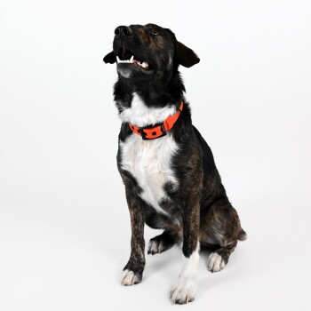 Ein glücklicher, mittelgroßer Hund mit gestromtem Fell und weißer Brust sitzt aufrecht und trägt ein leuchtend orangefarbenes Halsband.
