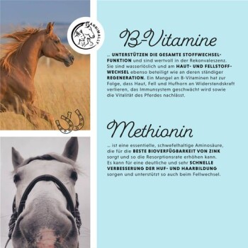 Bild eines Pferdes mit Text über B-Vitamine und Methionin, der ihre Rollen im Stoffwechsel, der Hautgesundheit und der allgemeinen Vitalität hervorhebt.