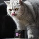 Un chat gris duveteux avec des yeux jaunes se lèche les lèvres devant une boîte de nourriture pour chats "CAT'S LOVE", étiquetée pour les chats adultes.