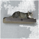 Ein gestreifter Tabby-Kater, der auf einem Holzregal vor einem grauen Hintergrund entspannt.
