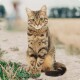 Een tabby kat die op een zandpad zit omringd door groen gras, met een vervaagde achtergrond van een veld en bomen.