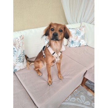 Kleiner brauner Hund trägt ein beiges Geschirr und sitzt auf einem Sofa mit Blumenkissen.