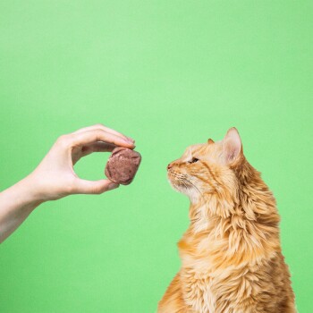 Orangefarbene Langhaarkatze schnuppert an einem kleinen braunen Leckerli, das von einer menschlichen Hand vor einem leuchtend grünen Hintergrund gehalten wird.
