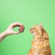 Orangefarbene Langhaarkatze schnuppert an einem kleinen braunen Leckerli, das von einer menschlichen Hand vor einem leuchtend grünen Hintergrund gehalten wird.