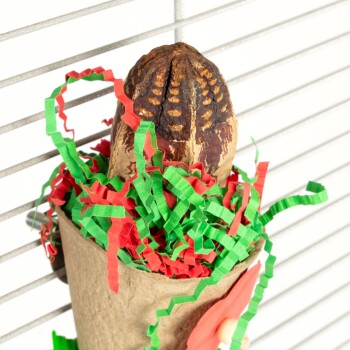 Ein dekoratives Haustierspielzeug in Form eines braunen, strukturierten Objekts, das einer Nuss ähnelt, umgeben von rotem und grünem Papier in einem Kartonhalter.