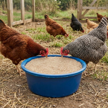 Braune Hühner nahe einem blauen Behälter mit granuliertem Futter auf grünem Gras im Freien.