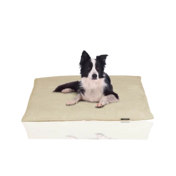 Ein schwarz-weißer Border Collie liegt auf einem beigen Hundebett und schaut direkt in die Kamera.