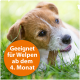 Ein verspielter Welpe auf grünem Gras, der an einem Stock kaut, mit einem orangefarbenen Kreis, der sagt: "Geeignet für Welpen ab 4 Monaten."