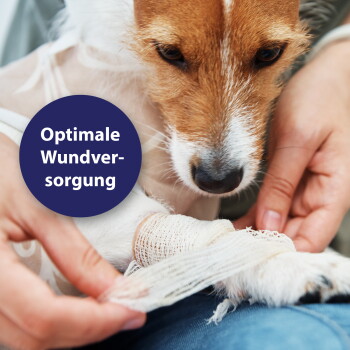 Kleiner braun-weiß gefleckter Hund mit in Mull gewickelter Pfote, die von Händen verbunden wird; blauer Kreis: 'Optimale Wundversorgung'.