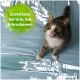 Grau-weiße Katze auf beflecktem blauem Laken; grüner Text lautet 'Zuverlässig bei Urin, Kot, Erbrochenem' (Urin, Kot, Erbrochenes).
