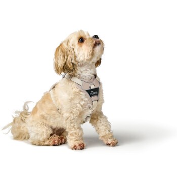 Ein kleiner, flauschiger beiger Hund mit einem beigen Geschirr mit schwarzem "HUNTER"-Logo, der sitzt und nach oben schaut.