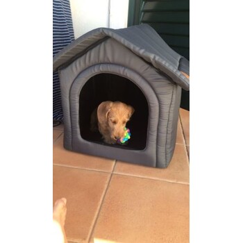 Ein kleiner Hund mit einem hellbraunen Fell sitzt in einem grauen Haustierhaus und hält ein buntes Spielzeug im Mund.