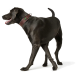 Ein schwarzer Hund mit einem braunen Halsband geht spazieren und zeigt sein glänzendes Fell und seinen glücklichen Ausdruck.