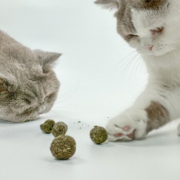 Zwei Katzen interagieren mit kleinen, runden grünen Leckerlis auf einer weißen Oberfläche, eine Katze schnüffelt und die andere greift mit ihrer Pfote danach.