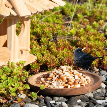 Ein schwarzer Vogel steht neben einem hölzernen Vogelhäuschen, mit einem Teller gemischter Samen vor ihm, umgeben von grünen Pflanzen und Steinen.