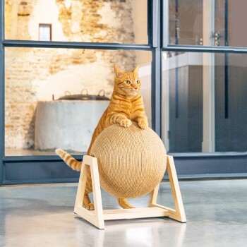 Zabawny pomarańczowy kot tabby stoi na drewnianym drapaku w kształcie dużej kuli sznura, w nowoczesnej przestrzeni wewnętrznej.