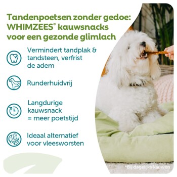 Witte pluizige hond eet een WHIMZEES kauwsnack; tekst: 'Tandenpoetsen zonder gedoe: WHIMZEES kauwsnacks voor een gezonde glimlach'.