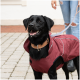 Ein glücklicher schwarzer Labrador, der einen kastanienbraunen Hundemantel mit reflektierenden Akzenten trägt, steht auf einem Kopfsteinpflasterweg, während eine Person eine Leine hält.