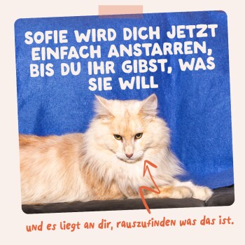 Cremefarbene langhaarige Katze vor blauem Hintergrund mit deutscher Bildunterschrift: 'Sofie starrt, bis du ihr gibst, was sie will.'
