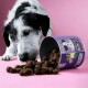 Ein schwarz-weißer Hund schnüffelt neugierig an verstreuten braunen Leckerlis aus einem umgekippten Behälter mit der Aufschrift "Chillout Drops" auf einem rosa Hintergrund.