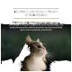 Nahaufnahme einer flauschigen Katze, die nach oben schaut, mit einem Text, der PRO PLAN LIVECLEAR Katzenfutter bewirbt, das Allergene reduziert und die Gesundheit unterstützt.
