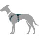Illustration eines grauen Hundes, der ein türkisfarbenes Geschirr trägt, das das Design des Geschirrs und die verstellbaren Riemen zeigt.