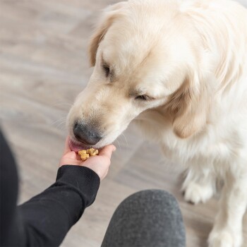 Ein Golden Retriever nimmt sanft einen Leckerbissen aus der Hand einer Person, mit Fokus auf dem Gesicht des Hundes und den kleinen Futterstücken.