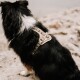 Schwarz-weißer langhaariger Hund von hinten auf einem Felsen, trägt ein beiges, gemustertes Geschirr.