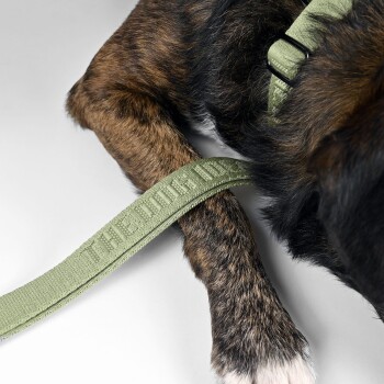 Nahaufnahme einer Hundepfote, die auf einer hellen Oberfläche ruht, mit einer grünen Leine, auf der der Text 'THE DOG' deutlich zu sehen ist.