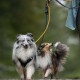Zwei glückliche Hunde, ein grau-weißer Shetland Sheepdog und ein braun-schwarzer Shetland Sheepdog, die an einem regnerischen Tag spazieren gehen.