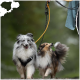 Zwei glückliche Hunde, ein grau-weißer Shetland Sheepdog und ein braun-schwarzer Shetland Sheepdog, die an einem regnerischen Tag spazieren gehen.