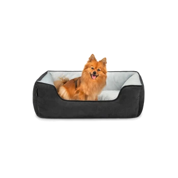 Ein glücklicher Pomeranian-Hund sitzt in einem plüschigen, schwarzen Hundebett mit einem hellblauen Innenraum.