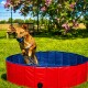 Ein verspielter Hund springt aus einem rot-blauen Haustierpool, spritzt Wasser, mit einem blauen Ball im Mund, in einem sonnigen, grasbewachsenen Bereich.