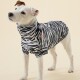 Ein kleiner weißer Hund trägt ein schwarz-weiß gestreiftes Zebra-Outfit und schaut neugierig in die Kamera vor einem hellbeigen Hintergrund.