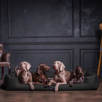 Ein schlanker, grauer Hund liegt auf einem schwarzen Haustierbett vor einer hellen Wand und zeigt Komfort und Stil.