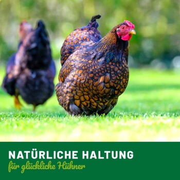 Eine Nahaufnahme eines braun und schwarz gesprenkelten Huhns, das auf grünem Gras läuft, mit dem Text "NATÜRLICHE HALTUNG für glückliche Hühner" am unteren Rand.