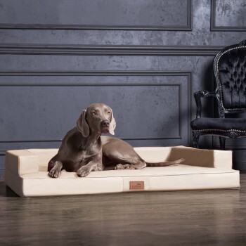 Ein grauer Weimaraner-Hund, der auf einem cremefarbenen Hundebett mit einem Lederetikett entspannt, vor einer stilvollen dunklen Wand und einem Vintage-Stuhl.
