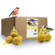 Eine Schachtel Vogelfutter mit der Aufschrift "Lyna Pet Vögelfutter" mit zwei Vögeln, einem Gimpel und einer Blaumeise, die darauf sitzen und in der Nähe sind.