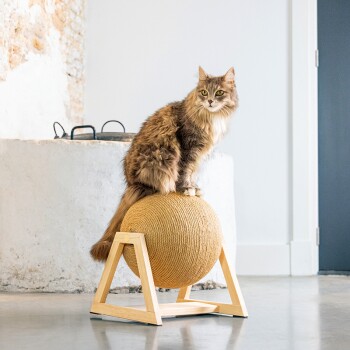 Puszysty kot siedzi na okrągłej, pokrytej sznurkiem zabawce dla kota na drewnianym stojaku, z minimalistycznym tłem wnętrza.