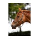 Lederhalfter Landscape kastanie braun Pony