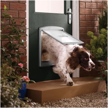 Un chien épagneul marron et blanc sort par une porte pour animaux dans une porte verte, entouré de plantes en pot et de fleurs.