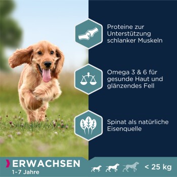 Ein laufender Hund auf einer Wiese mit Text über Protein, Omega 3 & 6 und Spinatvorteilen. Etikett: "ERWACHSEN 1-7 Jahre < 25 kg."