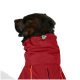 Ein Hund trägt eine leuchtend rote wasserdichte Jacke mit orangefarbenen Akzenten, die einen hohen Kragen und eine verstellbare Kordel zeigt.