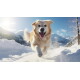 Golden Retriever läuft auf die Kamera zu in verschneiter Berglandschaft, Zunge heraus, helle Sonne.