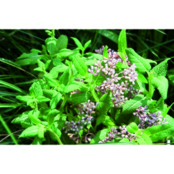 Üppige grüne Minzblätter mit zarten rosa-lila Blüten, vor einem Hintergrund aus Gras.